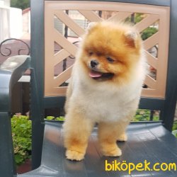 A Kalite Pomeranian Yavrular 3