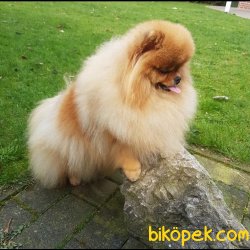 A Kalite Pomeranian Yavrular 1