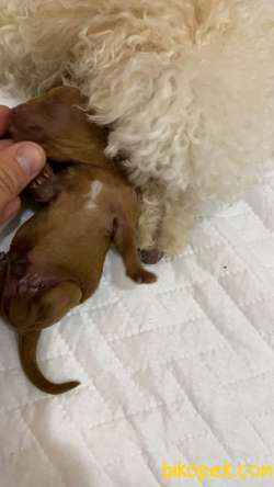 A Kalite Poodle Bebekler 1 Aylık 4