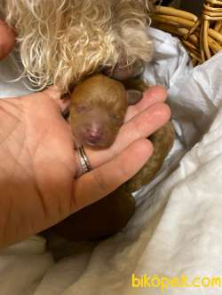 A Kalite Poodle Bebekler 1 Aylık 2