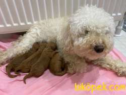 A Kalite Poodle Bebekler 1 Aylık 1