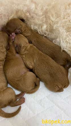 A Kalite Poodle Bebekler 1 Aylık 5