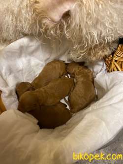 A Kalite Poodle Bebekler 1 Aylık 3