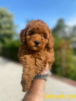 A KALİTE POODLE BEBEKLERİMİZ 3