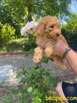 A KALİTE POODLE BEBEKLERİMİZ 2