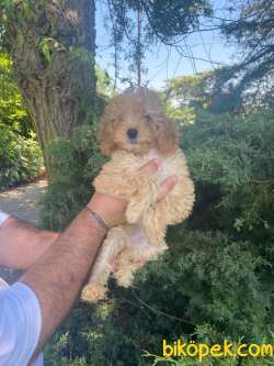A KALİTE POODLE BEBEKLERİMİZ 1