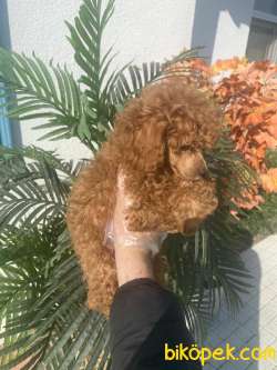 A KALİTE POODLE BEBEKLERR 2