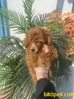 A KALİTE POODLE BEBEKLERR 3
