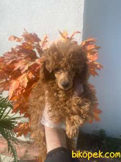 A KALİTE POODLE BEBEKLERR 1