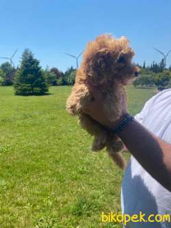 A KALİTE POODLE YAVRULARIMIZ 1