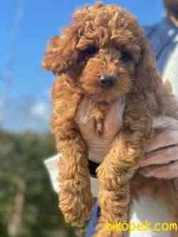 A KALİTE POODLE YAVRULARIMIZ 2