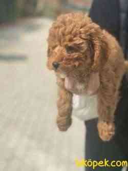 A KALİTE POODLE YAVRULARIMIZ 2