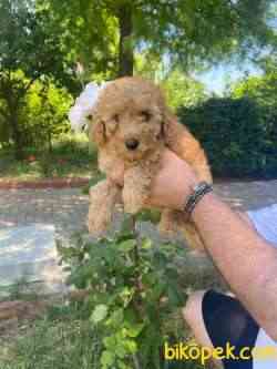 A KALİTE POODLE YAVRULARIMIZ 3
