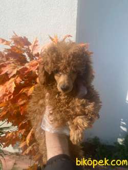 A KALİTE POODLE YAVRULARIMIZZ 2
