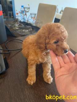 A KALİTE POODLE YAVRULARIMIZZ 3
