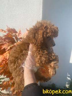 A KALİTE POODLE YAVRULARIMIZZ 1