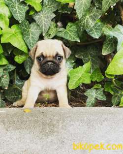 A KALİTE PUG MOPS YAVRUSU 1