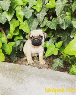 A KALİTE PUG MOPS YAVRUSU 3
