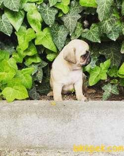 A KALİTE PUG MOPS YAVRUSU 2