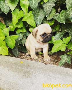 A KALİTE PUG MOPS YAVRUSU 4
