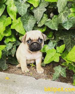 A KALİTE PUG MOPS YAVRUSU 5