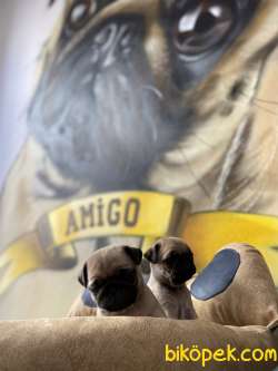 A Kalite Pug Yavrular 3