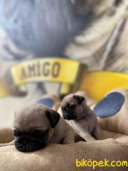 A Kalite Pug Yavrular 4