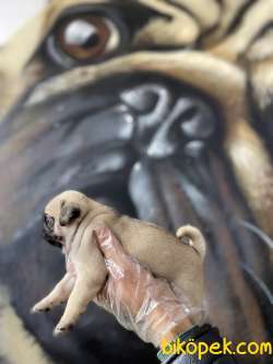 A Kalite Pug Yavrular 2
