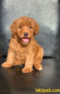 A KALİTE RED VE APRİCOT MALTİPOO YAVRULARIMIZ 4