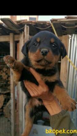 A Kalite Rottweiler Yavrular 3