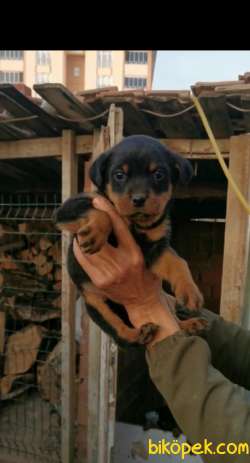 A Kalite Rottweiler Yavrular 1