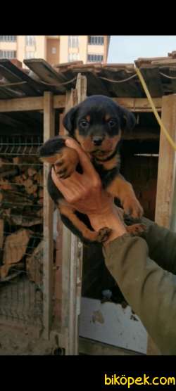 A Kalite Rottweiler Yavrular 4