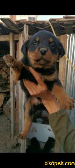 A Kalite Rottweiler Yavrular 5