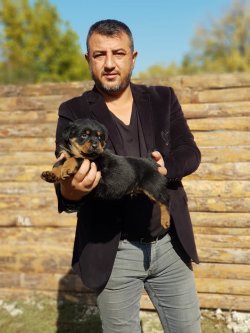 A KALİTE ROTTWEİLER YAVRULARI 2