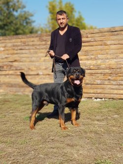 A KALİTE ROTTWEİLER YAVRULARI