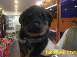 A KALITE ROTTWEİLER YAVRULARI 1