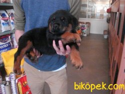 A KALITE ROTTWEİLER YAVRULARI 4
