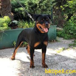A Kalite  Rottweiler Yavrulari 4