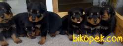 A Kalite  Rottweiler Yavrulari 2