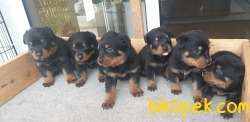 A Kalite  Rottweiler Yavrulari 3