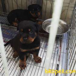 A Kalite  Rottweiler Yavrulari 1