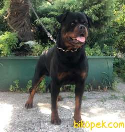 A Kalite  Rottweiler Yavrulari 5