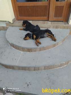 A Kalite Rottweiler Yavruları Üçretli Sahiblendirilecektir 1