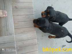 A Kalite Rottweiler Yavruları Üçretli Sahiblendirilecektir 2