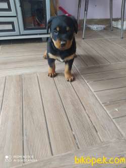 A Kalite Rottweiler Yavruları Üçretli Sahiblendirilecektir 4