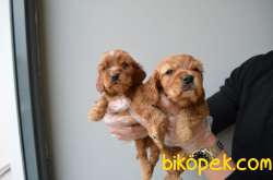 A KALITE RUBY CAVALIER KING CHARLES YAVRULARIMIZ 4