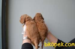 A KALITE RUBY CAVALIER KING CHARLES YAVRULARIMIZ 3