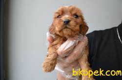 A KALITE RUBY CAVALIER KING CHARLES YAVRULARIMIZ 5