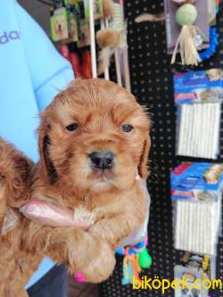 A KALITE RUBY CAVALIER KING CHARLES YAVRULARIMIZ 1