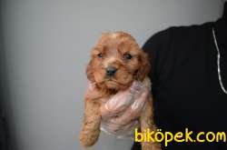 A KALITE RUBY CAVALIER KING CHARLES YAVRULARIMIZ 2